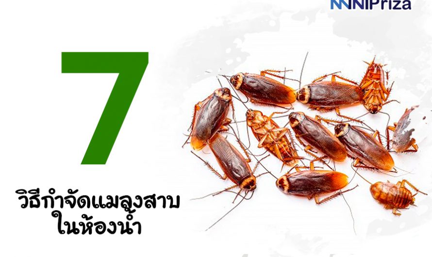 7 วิธีกำจัดแมลงสาบในห้องน้ำ แบบง่ายๆ ได้ผลจริง