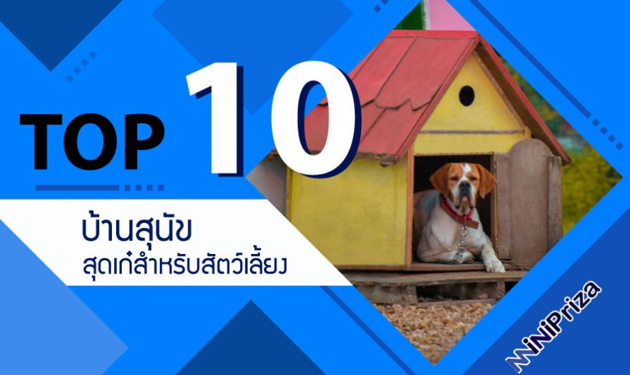 10 อันดับ บ้านสุนัข ที่เหมาะสำหรับสัตว์เลี้ยง หลากหลายดีไซน์