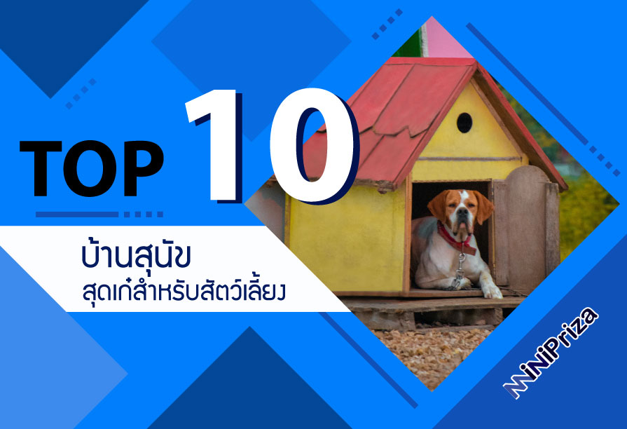 10 อันดับ บ้านสุนัข ที่เหมาะสำหรับสัตว์เลี้ยง หลากหลายดีไซน์
