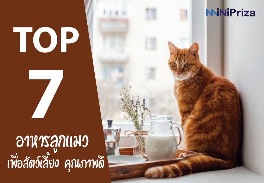 7 อันดับ อาหารลูกแมว เพื่อสัตว์เลี้ยง คุณภาพดี ราคาประหยัด ปี 2021