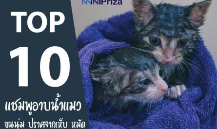 10 อันดับ แชมพูอาบน้ำแมว ยี่ห้อไหนดี ปี 2021