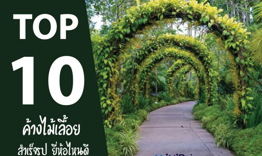 10 อันดับ ค้างไม้เลื้อย สำเร็จรูป ยี่ห้อไหนดี ปี 2025