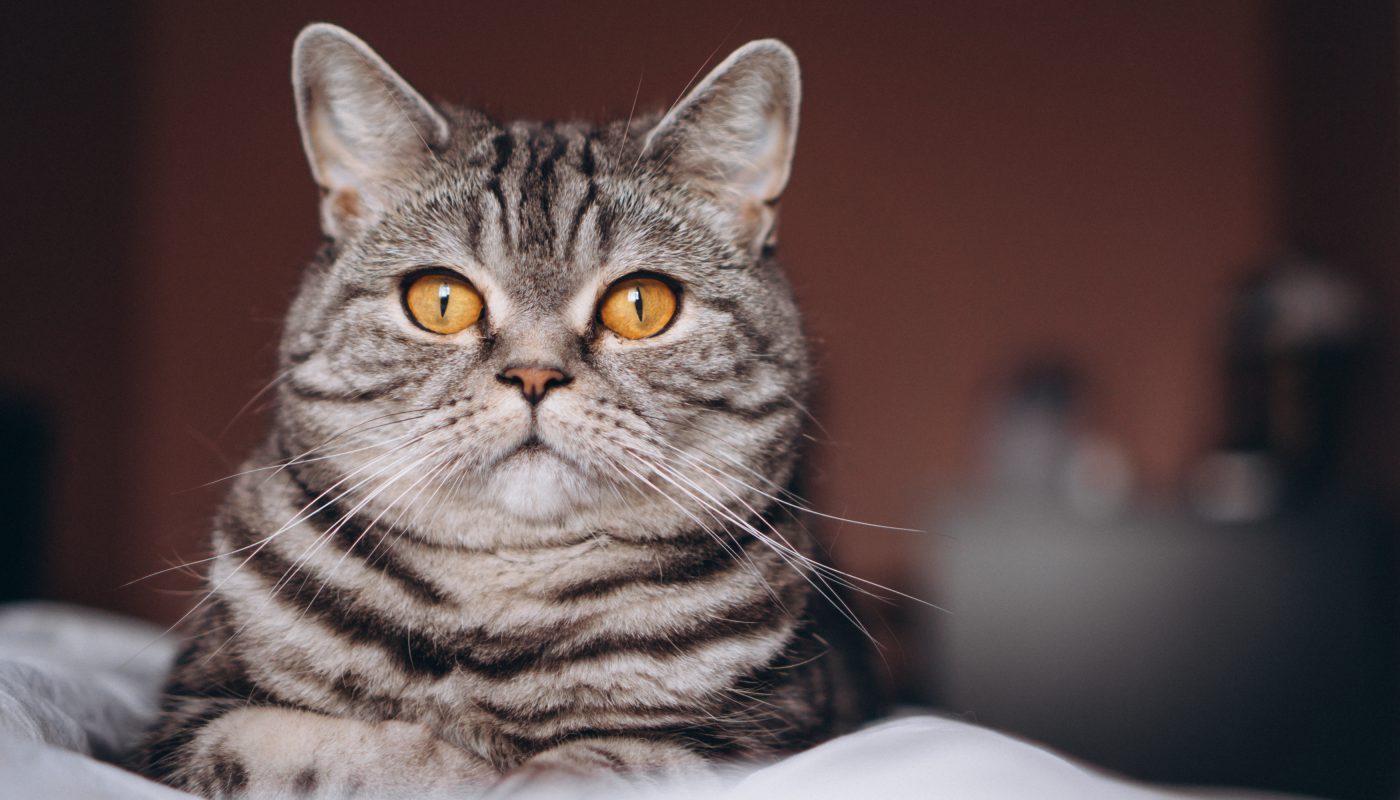 รีวิว ที่นอนแมวเก็บขน ร้านไหนดี ราคาถูก ลดปัญหาขนร่วงเต็มบ้าน ปี 2021