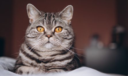รีวิว ที่นอนแมวเก็บขน ร้านไหนดี ราคาถูก ลดปัญหาขนร่วงเต็มบ้าน ปี 2021
