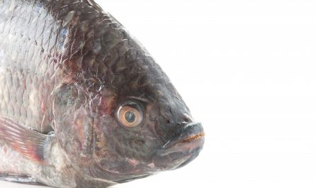 7 อันดับ อาหารสำหรับปลาบ่ ยี่ห้อไหนดี ปลาโตเร็ว ราคาไม่แพง