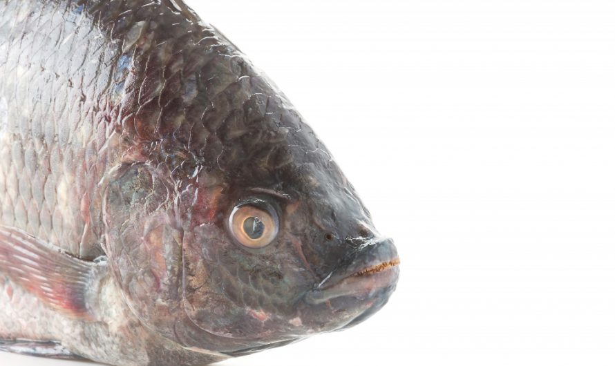 7 อันดับ อาหารสำหรับปลาบ่อ ยี่ห้อไหนดี ปลาโตเร็ว ราคาไม่แพง ปี 2022