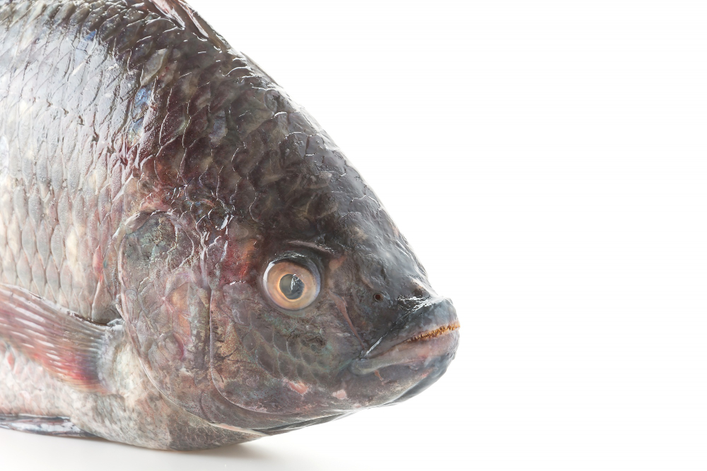 7 อันดับ อาหารสำหรับปลาบ่ ยี่ห้อไหนดี ปลาโตเร็ว ราคาไม่แพง