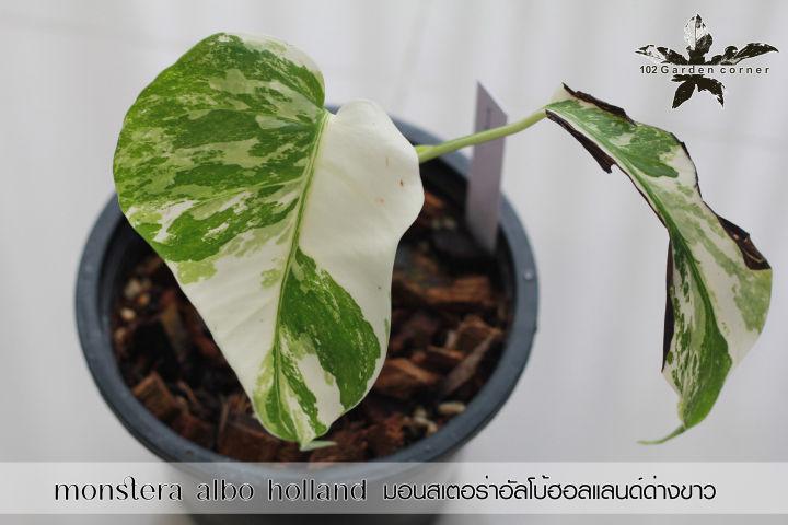 มอนสเตอร่าอัลโบ้ฮอลแลนด์ (monstera albo holland) ,มอนสเตอร่าด่าง (ต้นในรูปเลยนะครับ) ต้น 1