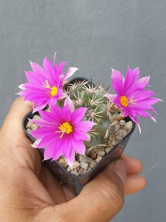 ต้นกระบองเพชร แมมมิลลาเรีย ชูแมนนิไอ Mammillaria Schumannii แคคตัส กระบองเพชร cactus succulent สีชมพู