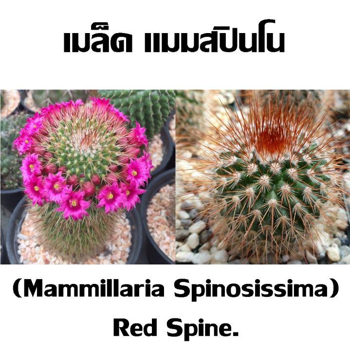 เมล็ดแคคตัส แมมมิลลาเรีย สปินโนซิสซิมา หนามแดง Mammillaria spinosissima “Red-Headed Irishman”  เมล็ดพันธุ์เก็บจากต้นที่ สมบูรณ์ พร้อมคู่มือ วิธีเพาะเมล็ด