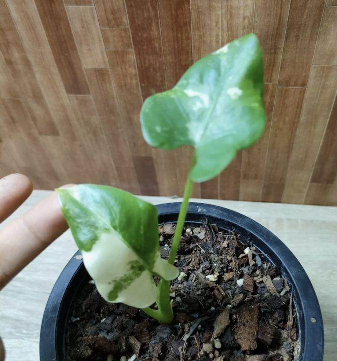 Alocasia macrorrhizos บอนกระดาดด่าง ❌จัดโปรโมชั่นลดราคา 1⃣1⃣8⃣❌(คัดลายสวย20ต้นสุดท้าย🙏🏻)❌ ✔ ต้นสวย แข็งแรง ปลูกง่ายเลี้ยงง่าย โตไว ช่วยฟอกอากาศ ปลูก