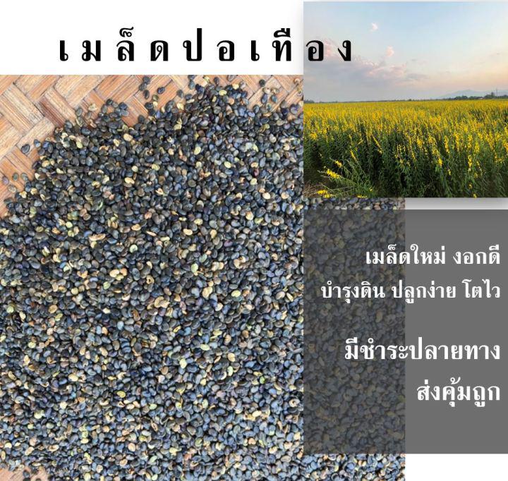 เมล็ดปอเทือง 1 กก. >>รับประกันการงอก เมล็ดใหม่ แห้ง งอกดี เมล็ดพันธุ์ปอเทือง พืชเพิ่มไนโตรเจนให้ดิน