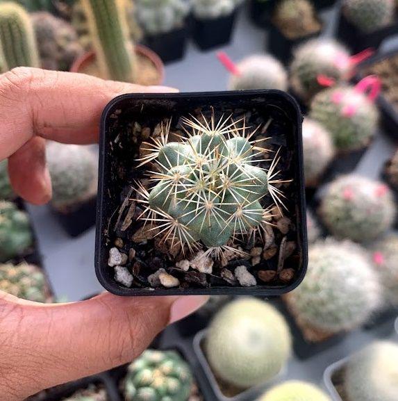 แมมมิลลาเรีย ชูแมนนิไอ Mammillaria Schumannii แมมชูแมน แคคตัส กระบองเพชร