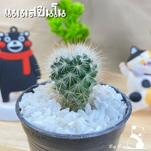 แมมสปินโน สปินโนแคคตัส แมมมิลลาเรีย กระบองเพชร สปินโน Mammillaria spinosissima