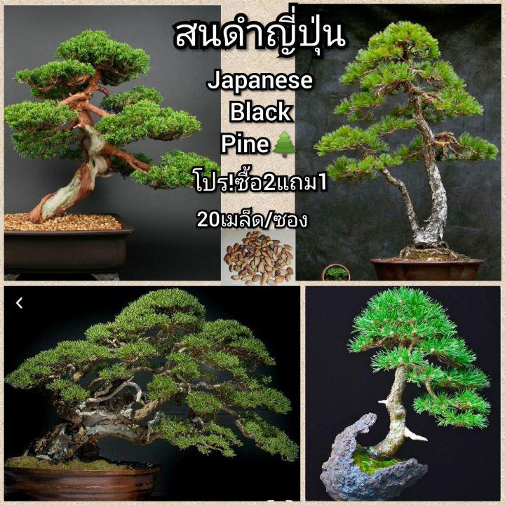 30 เมล็ด เมล็ดพันธุ์ บอนไซ ต้นสนจูนิเปอร์ สนจูนิเปอร์ จูนิเปอร์บอนไซ Juniper Bonsai Seeds บอนไซสนจูนิเปอร์ สนเลื้อย ไม้ดัด ไม้โขด ไม้แคระ ไม้มงคล สมุนไพร ว่านมงคล ไม้จิ๋ว ไม้หัว ไม้แปลก มหามงคล พันธ์ไม้ ต้นไม้ ไม้จัดสวน