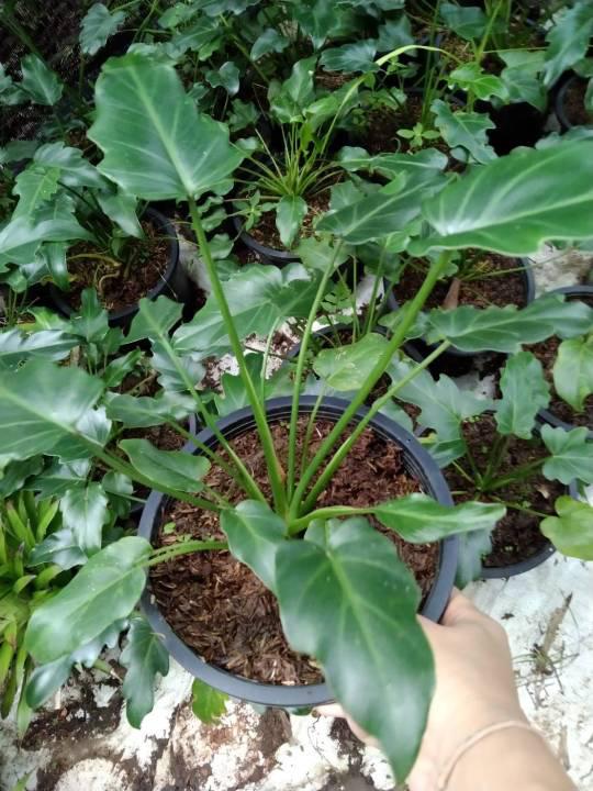 ฟิโลเดนดรอน ซานาดู (Philodendron xanadu) จัดส่งพร้อมกระถาง8นิ้ว สูง 30-40 cm #ไม้ประดับ#ไม้ตัดใบ#ไม้ประดับในอาคาร#ราคาถูก