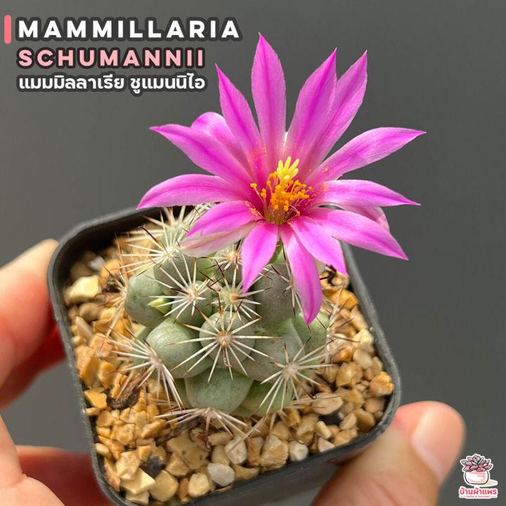 แมมมิลลาเรีย ชูแมนนิไอ Mammillaria Schumannii แคคตัส กระบองเพชร cactus&succulent