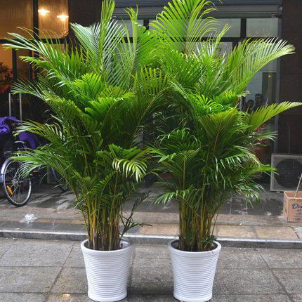 ปลูกง่าย ปลูกได้ทั่วไทย ของแท้ 100% เมล็ดพันธุ์ 10 เมล็ด Areca Palm Seeds ไม้ประดับ ต้นไม้บอนไซ ต้นไม้มงคล ต้นไม้ฟอกอากาศ เมล็ดพันธุ์พืช เมล็ดดอกไม้ พรรณไม้ ต้นไม้ เมล็ดพันธุ์ผัก พันธุ์ไม้ผล ผักซอง ผักสวนครัว ต้นไม้หายาก จัดสวน ตกแต่งสวน Plants