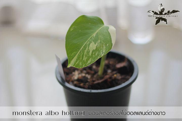 มอนสเตอร่าอัลโบ้ฮอลแลนด์ (monstera albo holland) ,มอนสเตอร่าด่าง ราคาเบาๆ (ต้นในรูปเลยนะครับ) ต้น 11