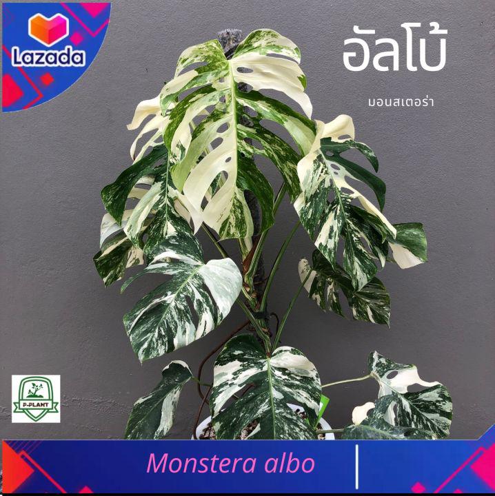 มอนสเตอร่าอัลโบ้ ฮอลแลนด์ (Monstera Albo Holland) ไม้วางข้อ แทงยอดแล้ว รากเดินดี ไม้ด่าง กระถาง 6 นิ้ว ไม้ฟอกอากาศ