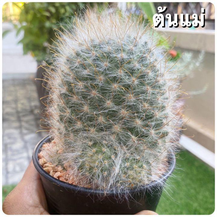 แมมลูกแมว (แมมไซส์ดอกใหญ่) แมมมิลลาเรีย Mammillaria guelzowiana กระบองเพชร แคคตัส