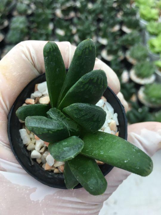 ถอดรากส่ง#ฮาโวเทีย(ใบตัด) # Haworthia # ต้นหยดน้ำ# ไม้อวบน้ำ # Succulents # ต้นไม้ประดับ# ไม้มินิมอล# พืชทนแล้ง# ของต้องมี#จัดสวนถาด#Minimal