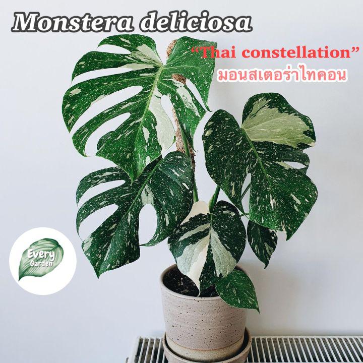 ต้นมอนสเตอร่าไทคอน คัดด่าง เลือกต้นเองได้ (Monstera Thai constellation)