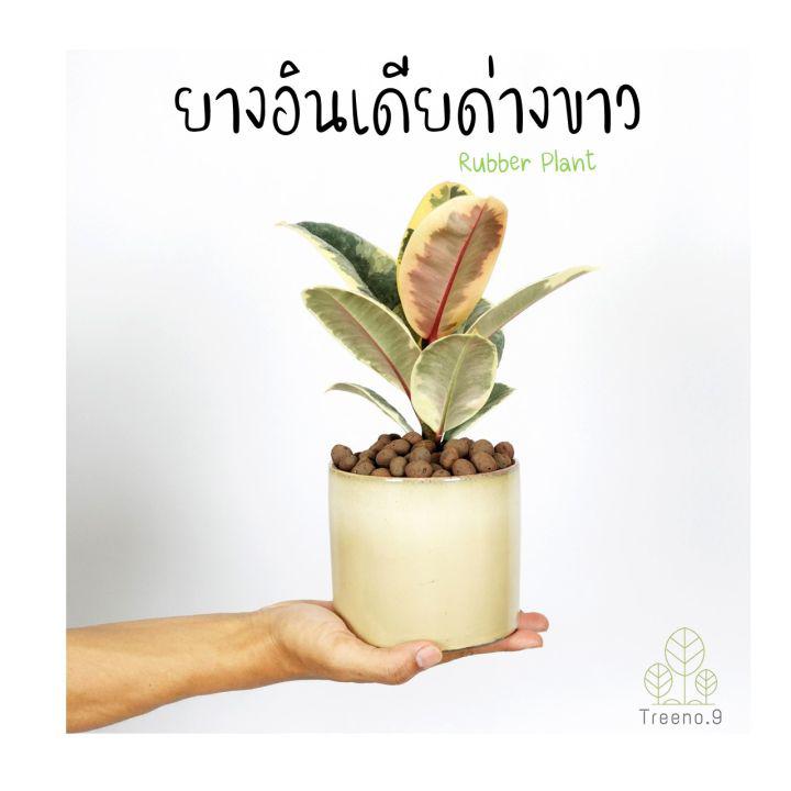 Treeno.9 T1 ยางอินเดียด่างขาว เพาะเมล็ด 1-3 ต้น (Rubber Plant) กระถาง 4.5 นิ้ว สูง 20-25 cm ต้นไม้ฟอกอากาศ ปลูกในห้องนอนได้ เพิ่มความสดชื่น