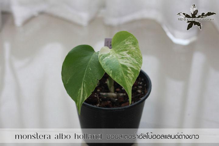 มอนสเตอร่าอัลโบ้ฮอลแลนด์ (monstera albo holland) ,มอนสเตอร่าด่าง ราคาเบาๆ (ต้นในรูปเลยนะครับ) ต้น 13