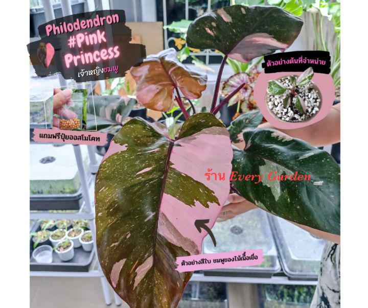 ฟิโลเดนดรอน พิ้งปริ้นเซส | Premium❗คัดชมพูแบบจัดเต็ม | Philodendron Pink Princess | ไม้เนื้อเยื่อ ต้นไม้ด่าง | ต้นไม้ฟอกอากาศ | รองรับเก็บเงินปลายทาง