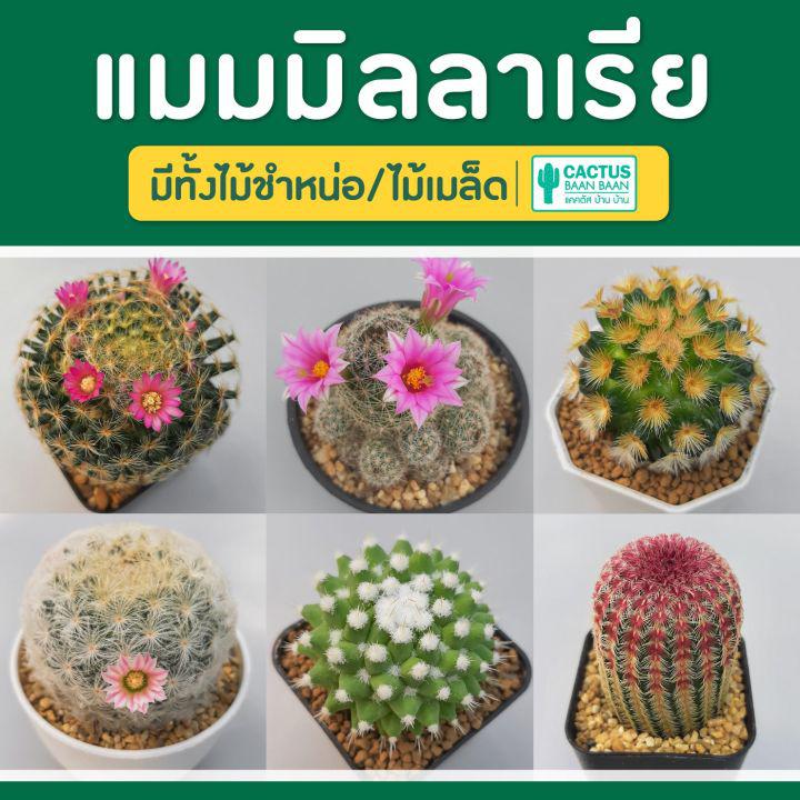 แคคตัส แมมมิลลาเรีย ราคาถูก (Mammillaria) พร้อมส่ง!!