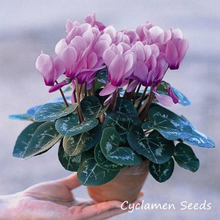 ปลูกง่าย ปลูกได้ทั่วไทย ของแท้ 100% 200PCS Mixed Colors Cyclamen Seeds Bonsai Potted Flower Seeds เมล็ดพันธุ์ดอกไม้ ไม้ประดับ อุปกรณ์ทำสวน ดอกไม้ปลูก จัดสวน ดอกไม้ปลูก บอนไซ แต่งบ้านและสวน ต้นไม้มงคล Plants Seeds for Home & Garden Planting