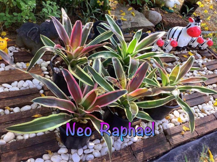 สับปะรดสี นีโอ ราฟาเอล / Neo Raphael/ ไม้ประดับ/สับปะรดสีด่าง / ไม้ด่าง/ ต้นไม้แต่งสวน /ต้นไม้มงคล / ไม้กระถาง/ ไม้ประดับเลี้ยงง่าย/ ไม้ประดับสีสวย / สับปะรดสีสวยๆ/ สับปะรดสีราคาถูก/ สับปะรดสีหายาก/ สับปะรดสีฟอร์มสวยๆ / สับปะรดสีหน่อ