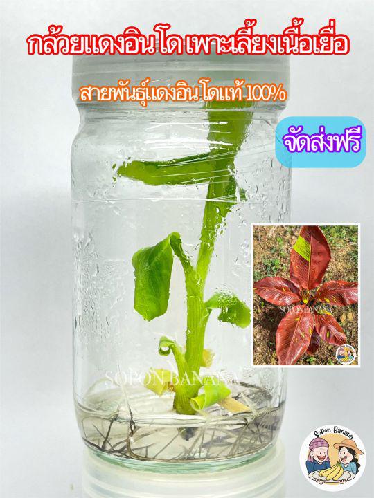 กล้วยแดงอินโด ( Siam Ruby ) แบบเพาะเลี้ยงเนื้อเยื่อ สายพันธุ์แท้ 100 %*** จัดส่งฟรี ***