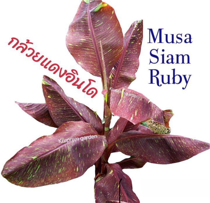 [ส่งฟรี] กล้วยแดงอินโด กล้วยแดง Musa Siam Ruby พร้อมส่ง เลือกต้นได้ รากดี ต้นแข็งแรง