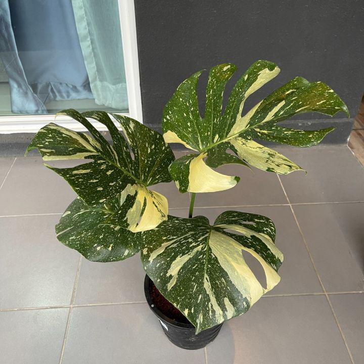 ต้นMonstera Thaicon มอนเตอร่าไทคอน มอนเตอร่าด่างไทคอนญี่ปุ่น