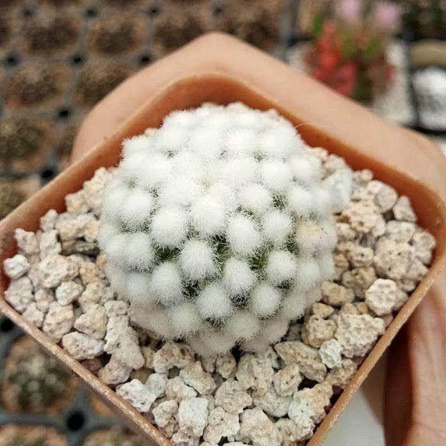 1ต้น/ชุด กระบองเพชร แคคตัส Cactus : แมมมิลลาเรีย กลาซิลิส โอรุกะ (Mammillaria gracilis) ขนาดต้นเฉลี่ยประมาณ 3-5 CM. ส่งพร้อมกระถาง