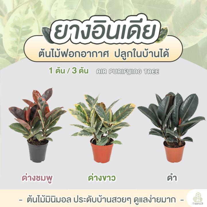 Treeno.9 T1 ยางอินเดีย (แบบมีตัวเลือก) เพาะเมล็ด กระถาง 6 นิ้ว (Rubber Plant) ต้นสวย ใบเงาทุกใบ ไม้ใหญ่ฟอกอากาศ