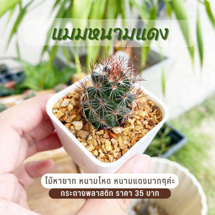 แมมหนามแดง หนามแดง แมมมิลลาเรีย แคคตัสหนามสวย Mammillaria mazatlanensis